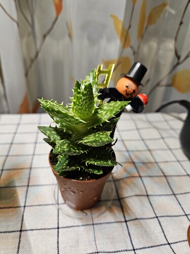 Aloe Juvenna – Tiger Tooth Aloe