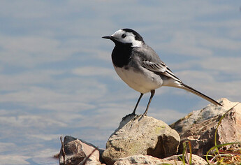 bachstelze_luciano95