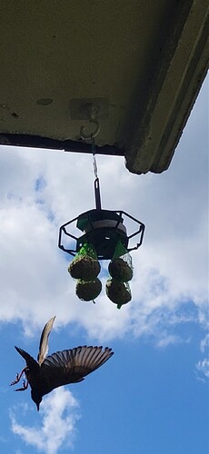 Screenshot_20240526_114645_Gallery