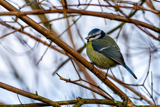 20240212-DSC_9118-Enhanced-NR