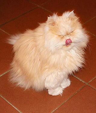 375338_317866048253186_1100430836_n