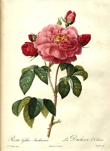 654px-Rosa_gallica_aurelianensis