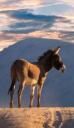 66f5e33e0a20abb250436d3b4931f35d