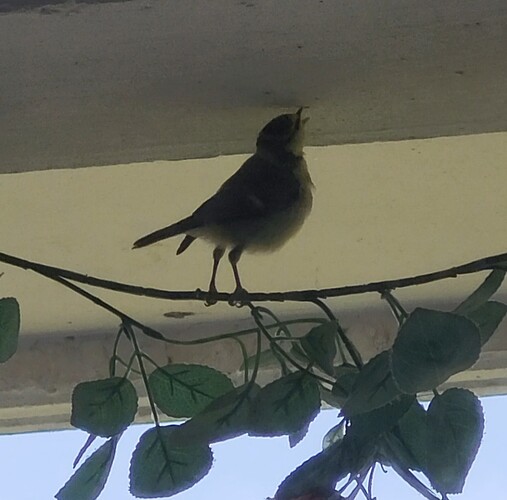 Screenshot_20240523_120639_Gallery