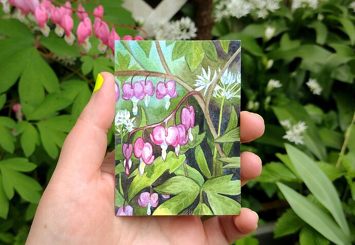 Tränendes_Herz_Bärlauch