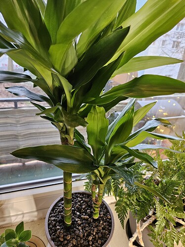 dracaena fragrans