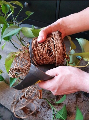 Screenshot_20220502-211952_Gallery