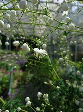 thalictrum