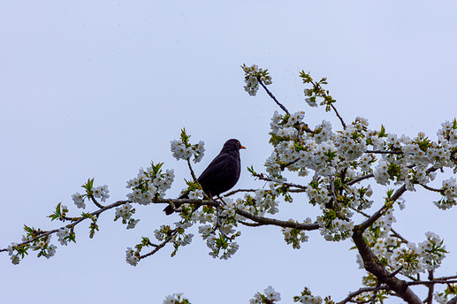 DSC_9165-Enhanced-NR