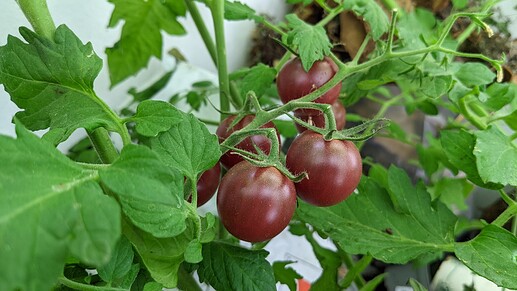 PXL_20220802_104632038