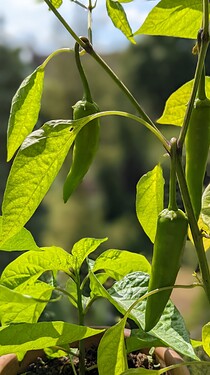 PXL_20220802_104740957.PORTRAIT