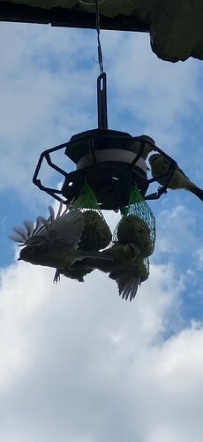 Screenshot_20240526_120128_Gallery