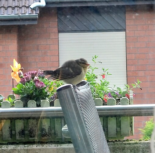 Screenshot_20240516_202406_Gallery