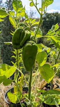 PXL_20220802_104619410