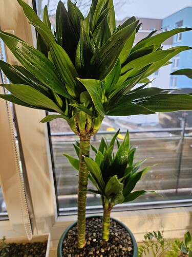 dracaena compacta