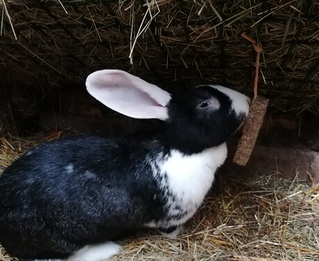 IMG_20231206_152130_1_edit_1378093883964197