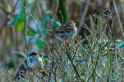 20240212-DSC_9120-Enhanced-NR