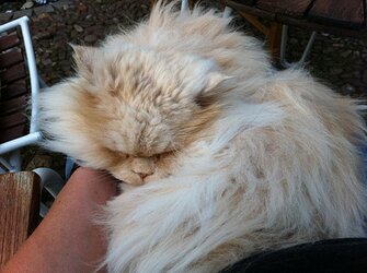 253691_212678645438594_2330889_n