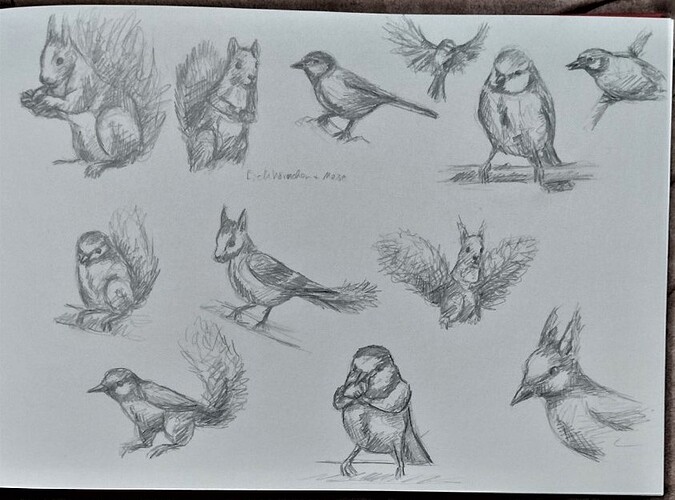 11Eichhörnchen+Meise