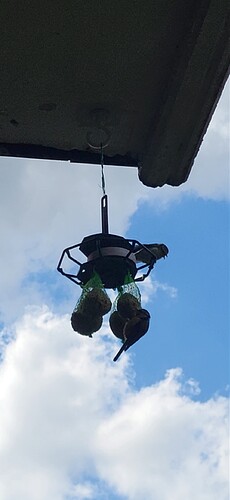 Screenshot_20240526_120005_Gallery