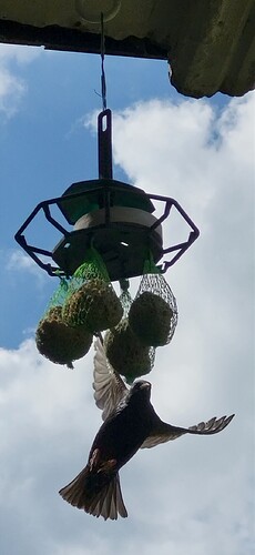 Screenshot_20240526_113705_Gallery