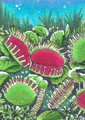 Kakao-Karte 75 (Venusfliegenfalle)