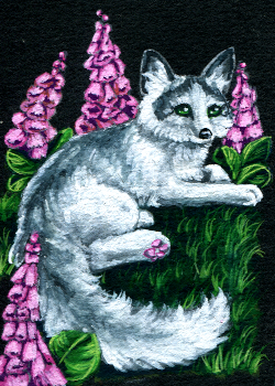 #472 - Foxglove