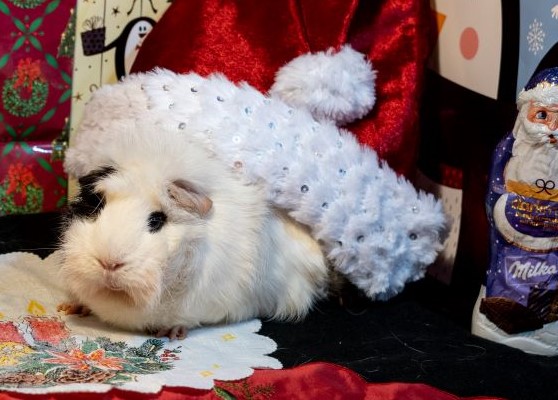 2022_12___Halle_Weihnachten_Meerschweinchen___DSC07749