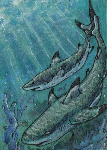 Karte 259 Schwarzspitzen-Riffhaie