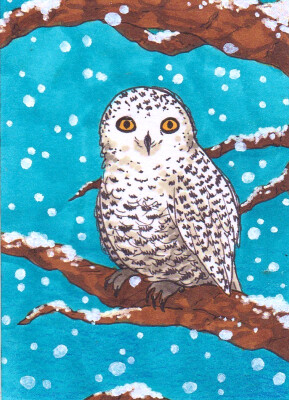 Kakao-Karte 60 (Schneeeule)