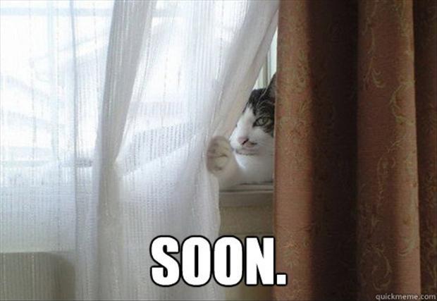 A-the-cat-behind-the-curtain-soon-meme