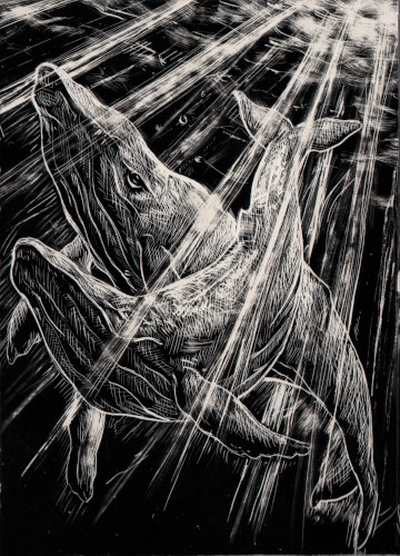 Kakao 254 Wale Blank