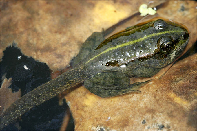 20141009-nabu-jungfrosch-helge-may2