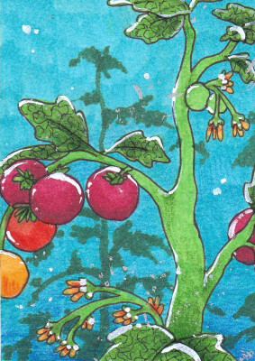 Kakao-Karte 73 (Tomatenpflanze)