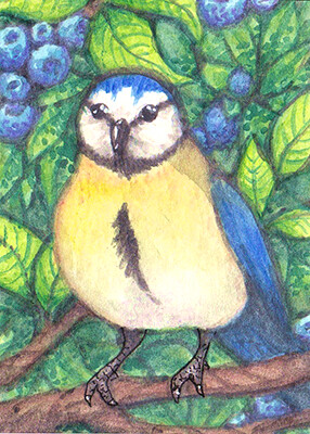 Kakao-Karte 11 - Die Blaumeise