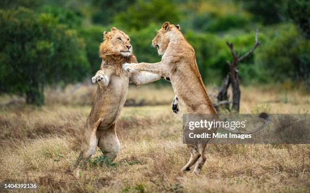 gettyimages-1404392136-612x612