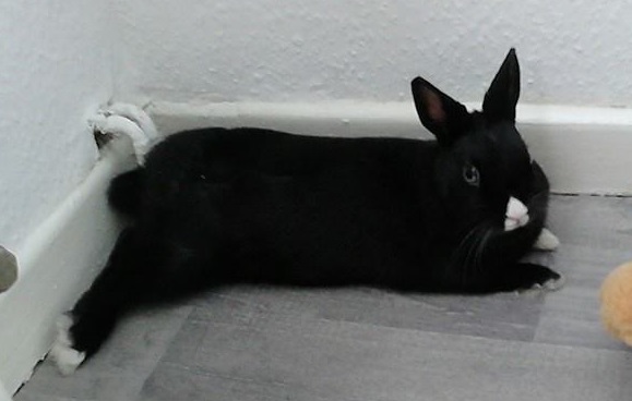 11301_574175212694760_2727291604345977088_n1